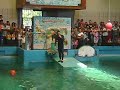 toninas en el acuario de valencia  1 de 2 