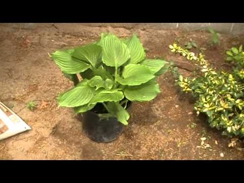 how to dig up and replant hostas