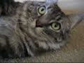 Boopy