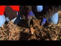 No-Till = Better Soil Quality