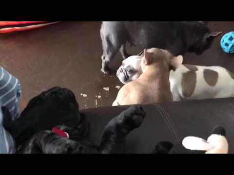 A brief video of our furry family