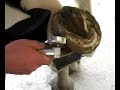 Horseshoe\