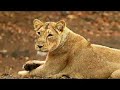 Asiatic Lions - Twycross Zoo
