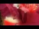 BFE Music Video: Bellybuttons T & A