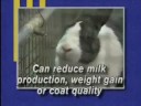 Why do I need to monitor my rabbits water intake? Why do I need to monitor my rabbits water intake?