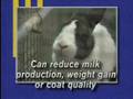Why do I need to monitor my rabbits water intake?