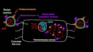 KhanAcademyRussian Когда грипп атакует