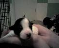 Sassy and her sister at 4 days old!