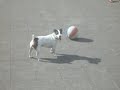 Hond