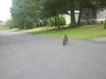 turkey vulture attack.