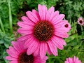 echinacea.wmv echinacea.wmv