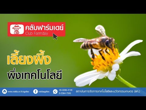 เลี้ยงผึ้ง พึ่งเทคโนโลยี