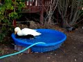Bella trying to mate Gracie weird ducks.MOV Bella trying to mate Gracie weird ducks.MOV