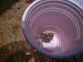 baby-quail-rescue.htm