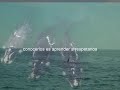 ORCAS, BALLENAS, LOBOS, LEONES MARINOS Y DELFINES