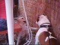 Ayax playing with a puppie Ayax playing with a puppie