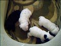 preciosidades de bulldog frances