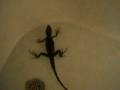 videos de my water dragon van halen swimming.AVI