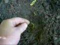 Metal Detecting with Goes4ever and Brad DFX