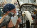 World Parrot Refuge - Reunion