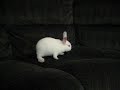 2jam2 - Bunny Video 1