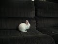 2jam2 - Bunny Video 1