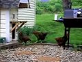 Pollo Asado By WEEN