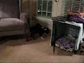 Boston Terrier Puppies Playing