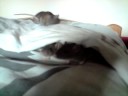 Rittens 24 dagen oud. Lekker aan het spelen op bed!