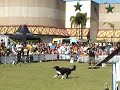 André Barreto e sua cachorra Bisteca dançando Champanhe e Àgua Benta da banda Charlie Brown Jr. em sua coreografia de Dog Dance (Canine Freestyle).www.andrebarreto.com