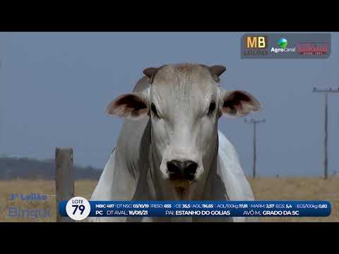 2 DE OLHO NA FAZENDA NELORE BIRIGUI