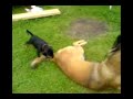 Dobermann attack Malinois Dobermann attack Malinois