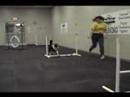 PetSafe Agility - Lucy over jump