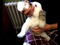 Lied: Knut der kleine Eisb�r