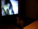 Dog watching TV
