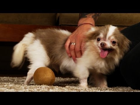 Billy's - With heavy hearts, we report that Billy unexpectedly passed away over the holidays. Life in a puppy mill wrecked his body, and in the end he succumbed to com...