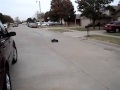 Aftershock Wheelie Machine