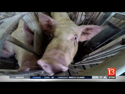 how to plant pig face