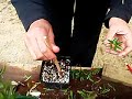 Taking a cutting