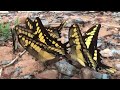 Butterflies from Yungas Bolivia part 1