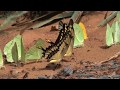 Butterflies from Yungas Bolivia part 1