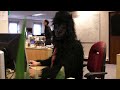 The Office Gorilla