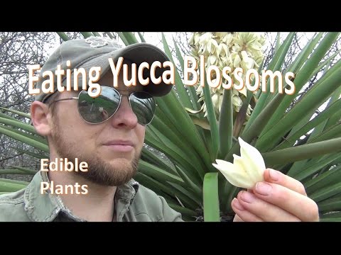 how to treat yucca tree