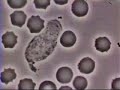 Crawling Neutrophil Chasing a Bacterium