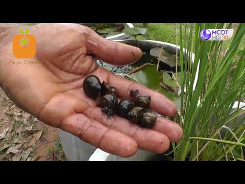 เกษตรกรมหาสารคามพลิกผืนนาทำเกษตรทฤษฎีใหม่ สร้างพื้นที่อาหารปลอดภัย