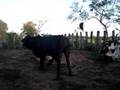 Ordeño de vaca parda/ en la finca machin