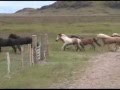 Horses in Iceland Hestar