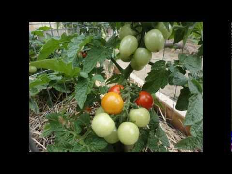how to grow mr stripey tomatoes