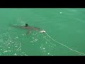 great-white-shark-hermanson.html