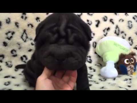Wrinkles All Around! Incredible Black Shar-Pei